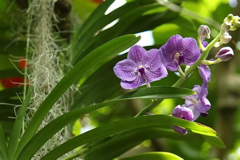 蘭 植物|条件から探す 「ラン」 植物図鑑検索